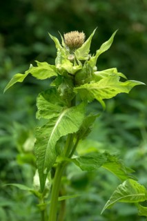 Cabbage Thistle (Cirsium oleraceum)