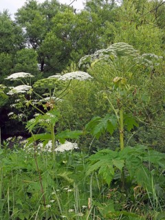 Giant hogweed (Heracleum mantegazzianum)