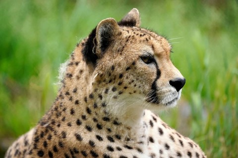 Sudan cheetah (Acinonyx jubatus soemmeringii)