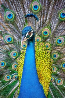 Peacock Indian peafowl (Pavo cristatus) beats wheel
