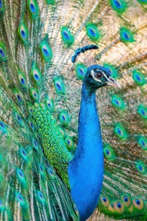 Peacock Indian peafowl (Pavo cristatus) beats wheel