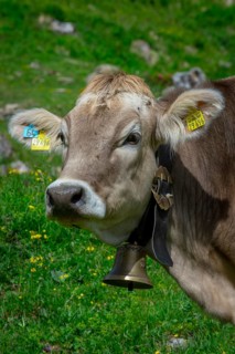 Tyrolean grey cattle on a pasture
