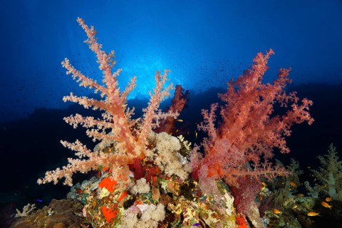 Klunzinger's Soft Coral (Dendronephthya klunzingeri) on a steep wall in the backlight of the sun