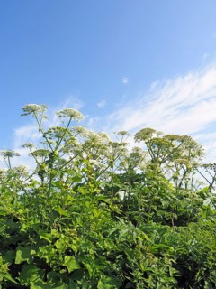 Giant hogweed (Heracleum mantegazzianum)