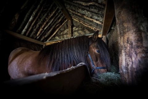 Icelandic horse (Equus islandicus) in horse stable in original peat construction
