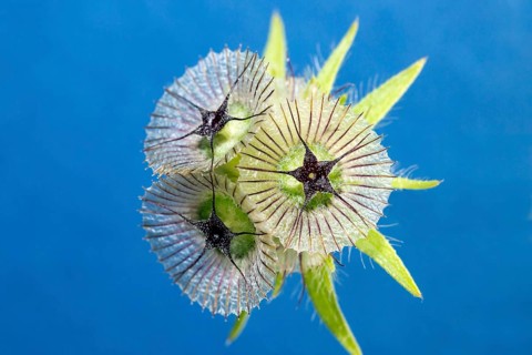 Star sphere (Scabiosa stellata)