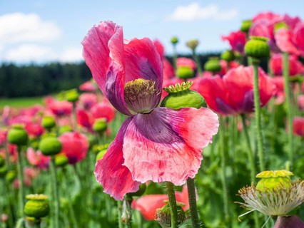 Poppy blossom