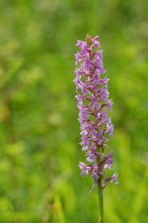 Fragrant orchid (Gymnadenia conopsea)