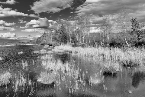 Pond with pond rushes (Schoenoplectus lacustris) in mire landscape