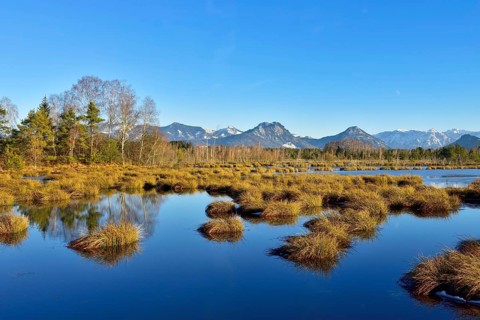 Water surface in moor landscape with birches Downy birch (Betula pubescens) and pines Scots (Pinus sylvestris) pine