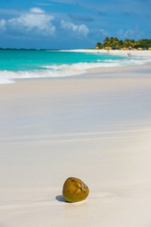 Coconut on the world class Shoal Bay East beach