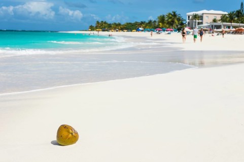Coconut on the world class Shoal Bay East beach