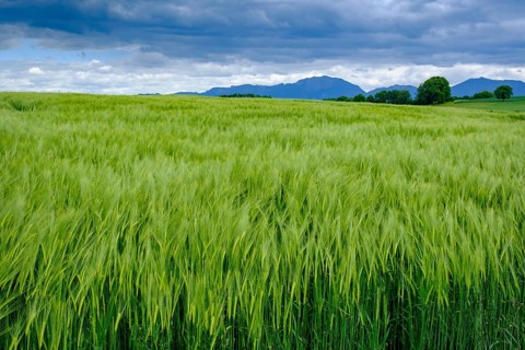 Cereal fields in front of the Benediktenwand