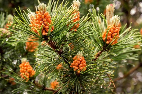 Young spruce cones in the rain. village of Sapolno