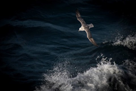 Northern fulmar (Fulmarus glacialis) in flight
