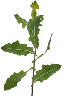 Leaves of Lettuce shark (Cucullia lactucae) on white background