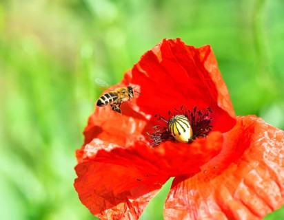 Western honey bee Carniolan Honeybee (Apis mellifera carnica) in flight over poppy blossom poppy flower (Papaver rhoeas)