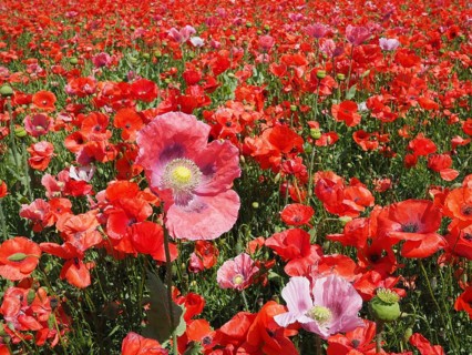 Poppy field