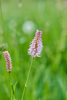 Common bistort or European bistort (Bistorta officinalis) blooming on a medaow