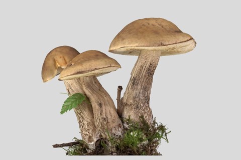 Leccinum griseum (Leccinellum carpini)