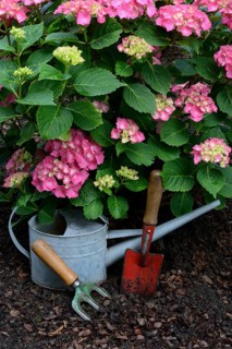 Garden tools and flowering hydrangeas