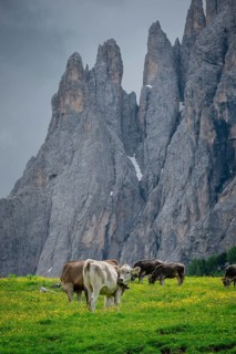 Tyrolean grey cattle on a pasture