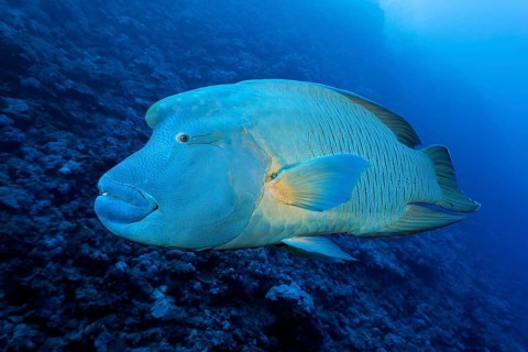 Humphead Wrasse (Cheilinus undulatus) Red Sea
