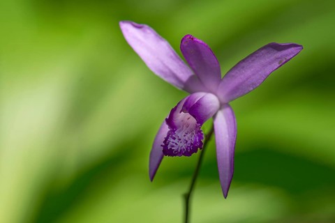 Flower of a Chinese orchid (Bletilla striata)