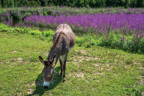 Donkey (Equus asinus asinus) grazing at a fish pond