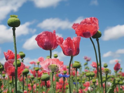 Poppy blossom