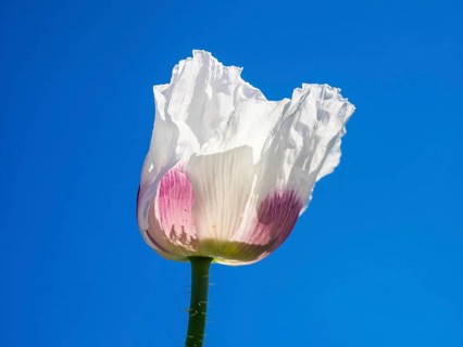 Poppy blossom
