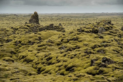 Lava overgrown by Elongated Rock Moss (Racomitrium elongatum)