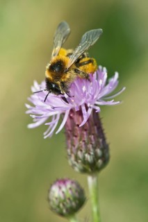 Honey bee (Apis mellifera)
