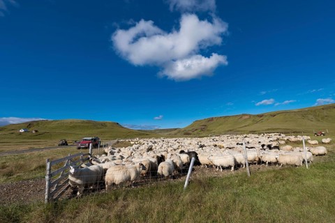 Domestic sheep (Ovis aries)
