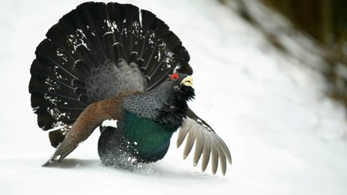 Western capercaillie (Tetrao urogallus)