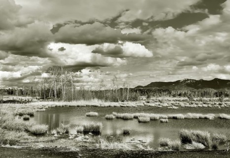 Pond with pond rushes (Schoenoplectus lacustris) in mire landscape