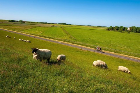 Sheep and cyclists at the dike in Utlandshoern (Leybucht)