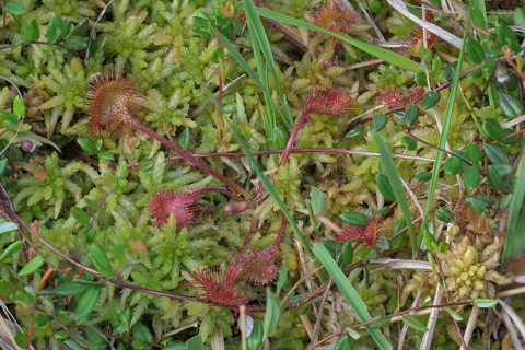 Common sundew (Drosera rotundifolia)