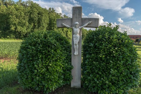 Jesus Cross between two Cherry laurel (Prunus laurocerasus)