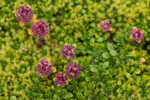Arctic Thymus praecox (Thymus praecox ssp. arcticus)