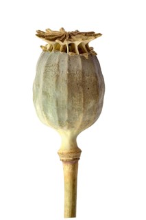 Opium poppy