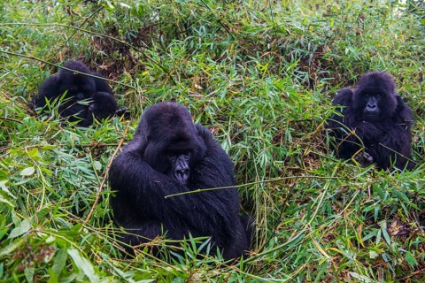 Mountain gorilla