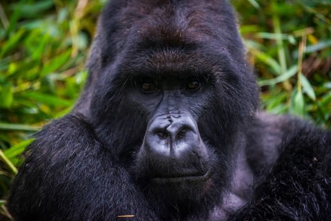 Mountain gorilla