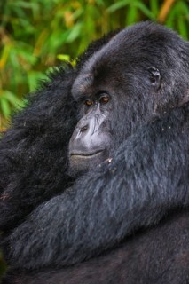 Mountain gorilla