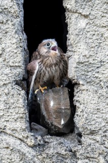 Common kestrel