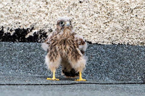 Common Common Kestrel