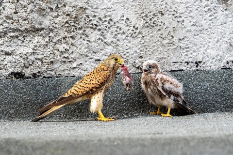 Common kestrel