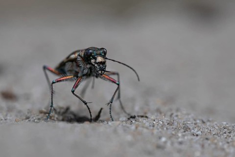 Northern dune tiger beetle