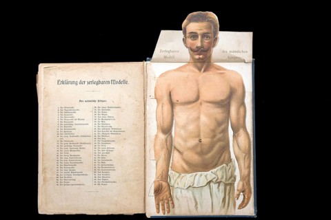 Dismountable model of a male body