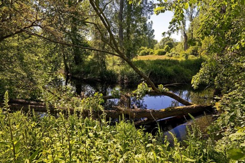 Floodplain landscape with the Erft in spring